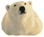 L'Ours Polar aime les NOUVELLES FRAICHES !!!!